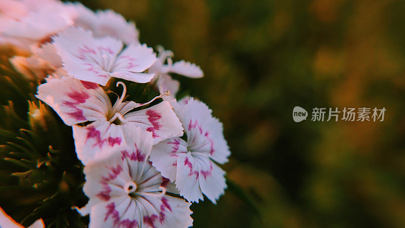 石竹(Dianthus barbatus)，又名石竹(sweet William)，是石竹科的一种开花植物